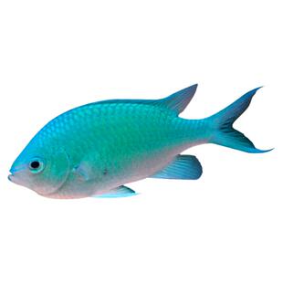 【植素源】海水鱼黄尾蓝魔鱼青魔四间雀三点白闯缸试水活体雀鲷鱼