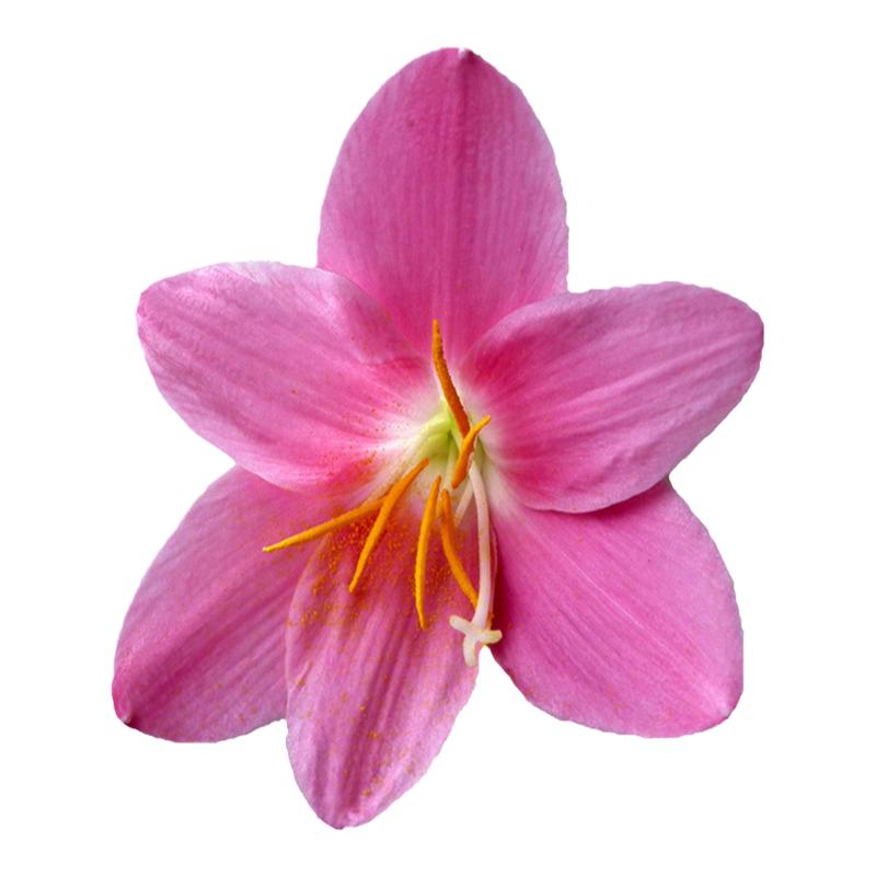 风雨兰韭菜绿植石蒜花确保品种