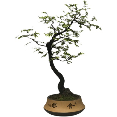 小叶紫檀盆景老桩室内绿植好养