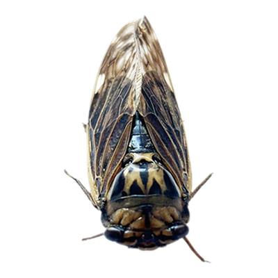 未整资昆虫胖头蝉DIY材料湿原虫