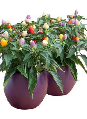 四季阳台种植观赏迷你辣椒菜种籽