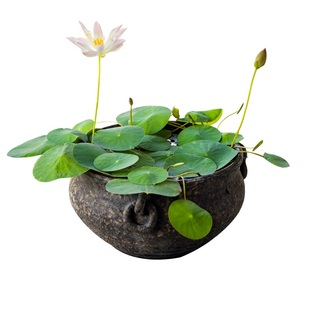 碗莲种籽雪莲水培四季碗连睡莲荷花盆栽花卉种子孑荷塘泥挽莲晚莲