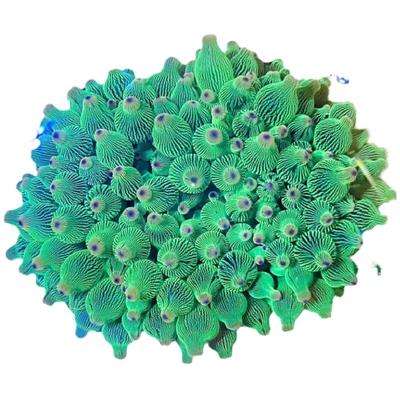 海境水族海葵珊瑚荧光绿奶嘴海缸