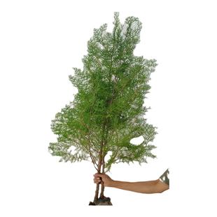 云南柏树苗柏树树苗侧柏扁柏造林绿化包活现挖现发营养袋带土发货