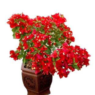 三角梅 叶子花盆栽带花 庭院耐寒爬藤老桩树苗四季开花绿樱新品种