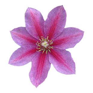 伟伟园艺-铁线莲-诱惑 枝条细叶片小 紧凑矮生 老枝重瓣新枝单瓣