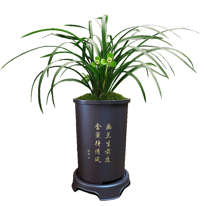 春兰老八种正品老种苗宋梅