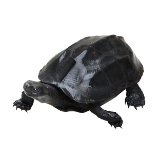 顶墨龟纯种全黑公黑腹中华金线草龟碳墨大乌龟活物特大观赏宠物龟