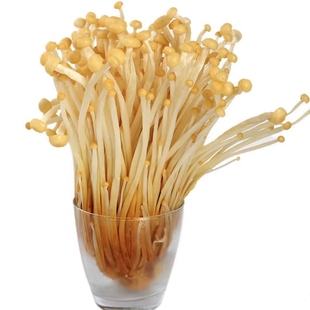 新鲜黄顶菇 新鲜菌菇黄色金针菇新鲜装现采现发炒火锅煲汤