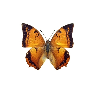 A2练手蝶三角袋包装蝶翅画造景