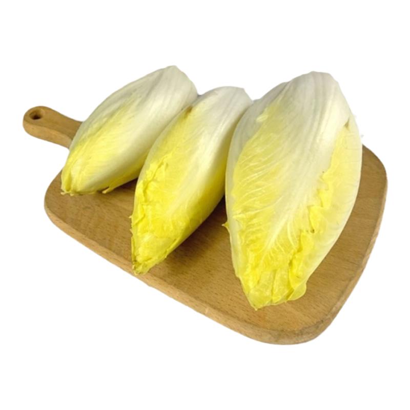 四季菊苣根苗阳台盆栽