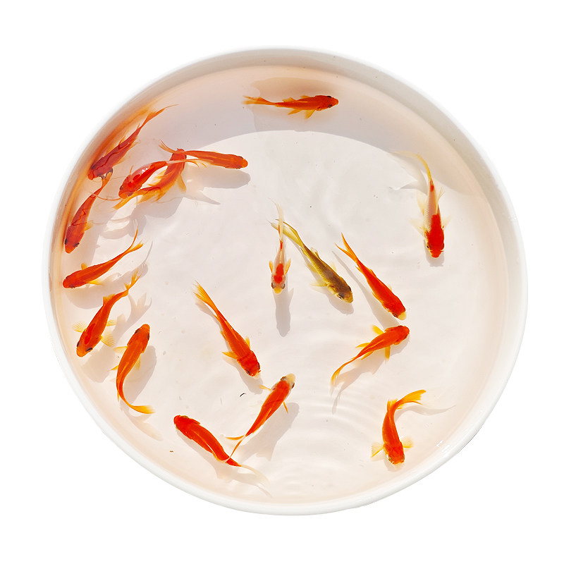 草金鱼红草鱼观赏鱼小金鱼龙鱼饲鱼