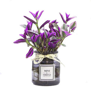 水培植物油画吊兰绿植室内盆栽花卉植物室内花婚礼吊兰秋冬紫露兰