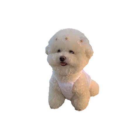 纯种比熊犬活体茶杯狗狗家养