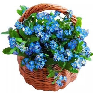 勿忘草花种子四季播种开花星辰花矮生森林勿忘我花种籽孑室内盆栽