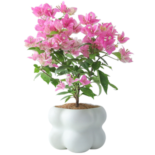 三角梅花树苗三角梅盆栽带花垂丝老桩特大苗阳台爬藤重瓣开花盆景