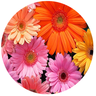 非洲菊种子史努比盆栽四季开花种籽高杆小苗阳台庭院进口菊花种孑