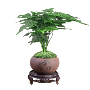 文竹盆栽植物室内客厅中式禅意微盆景办公桌面花卉创意迷你小绿植