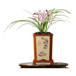 翁源高端春兰莲瓣兰红韵素大花蕙兰花苗华韵丹霞带花浓香好养盆栽