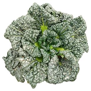 随州特产泡泡青 青菜 湖北泡泡菜 农家新鲜蔬菜 黑叶子油白菜