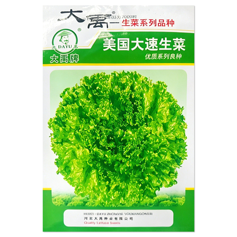 美国大速生菜种子蔬菜种子籽