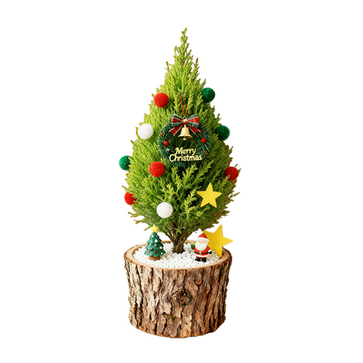 2025新款圣诞树香松盆栽