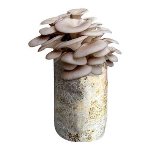 蘑菇种植包家种菌包平菇香菇灵芝磨菇种可食用自种金针菇