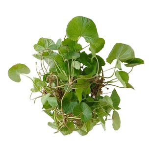 野生积雪草粉末 贵州洗净晒干雷公根粉纯正中药材崩大碗粉 马蹄草