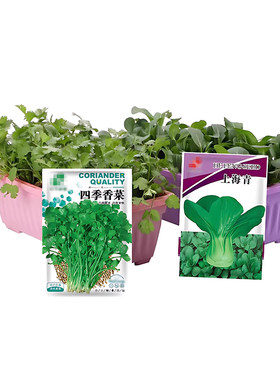 蔬菜种子四季播盆栽阳台庭院大全