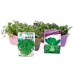 蔬菜种子四季播盆栽阳台庭院香菜辣椒番茄黄瓜豆角香甜瓜籽孑大全