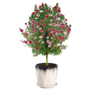 松红梅盆栽地栽庭院耐寒耐旱四季常青花卉植物 带花发货好养绿植