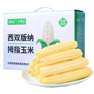 云南西双版纳拇指玉米即食香糯小手指白糯玉米新鲜现摘儿童玉米棒