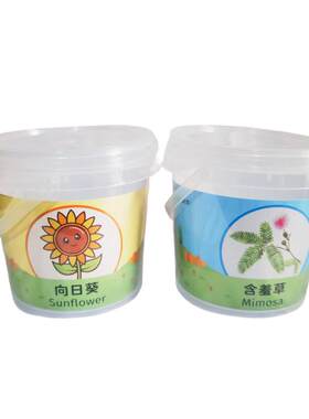 种植小盆栽太阳花向日葵生长观察