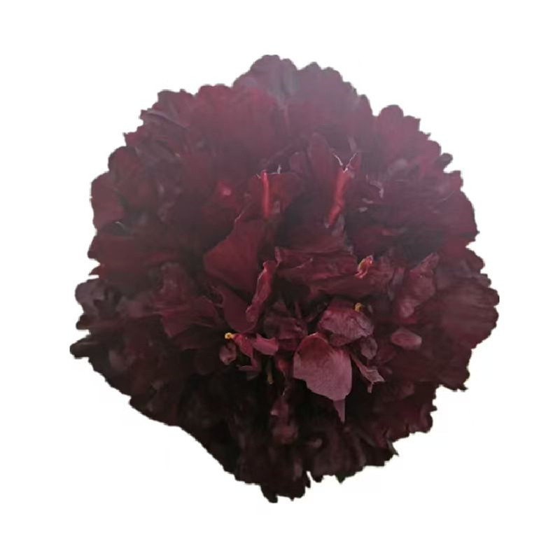 黑牡丹花苗重瓣稀有品种
