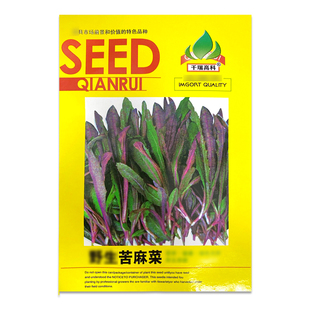 野生曲麻菜种籽叶菜野菜苦麻菜种子苦菜种籽四季春夏秋冬播盆栽