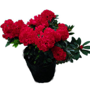 鸡冠杜鹃花苗 盆栽四季西洋比利时奇异卷皱瓣杜鹃花 庭院窗台花卉