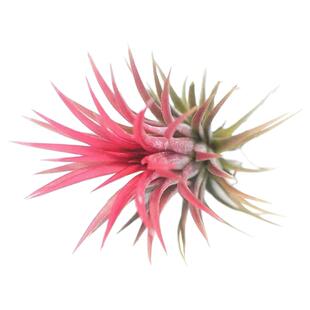 空气凤梨红精灵 鲁普拉无土植物雨林缸爬虫造景盆栽生态景观微观