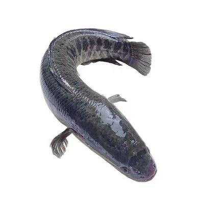 湖北洪湖野黑鱼新鲜乌鱼财鱼现杀