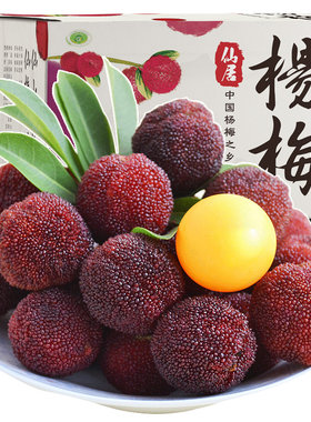 特级仙居杨梅东魁大杨梅现摘现发