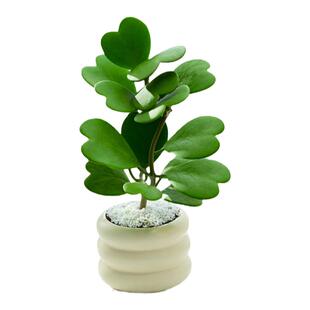 心叶球兰小盆栽办公室室内绿植桌面仙人掌多肉植物耐热耐寒四季开