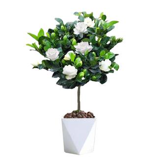 大叶牡丹栀子花棒棒糖盆栽苗带花苞重瓣独杆老桩树苗花卉绿植
