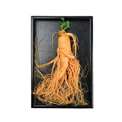 长白山新鲜保鲜人参大根泡酒专用