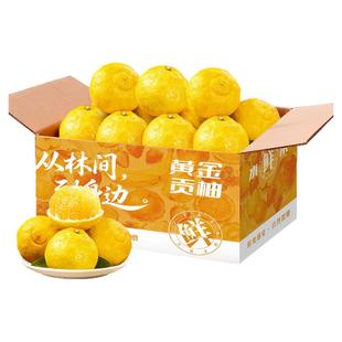 怀化洪江黔阳黄金贡柚岩垅春香桔柚象山青湖南雪峰小甜柚礼盒