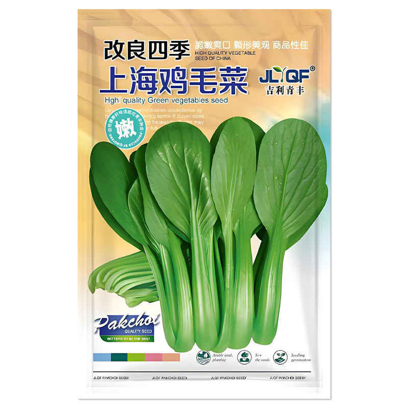 改良四季上海鸡毛菜种子