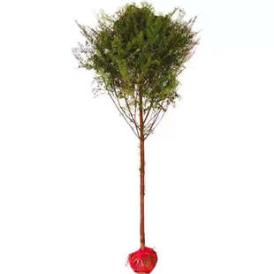 红豆杉树苗大树南方正宗地栽盆栽庭院阳台大型耐寒名贵植物绿化树