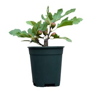 盆栽无花果苗1加仑规格带盆栽好发货 新疆早黄波姬红巴劳耐格莱斯