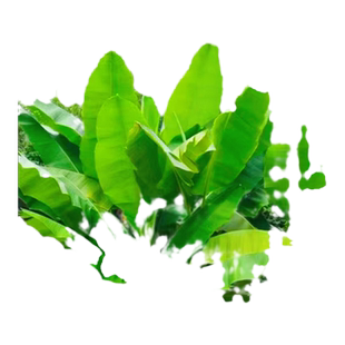 芭蕉树苗香蕉树盆栽绿植耐寒庭院大型室外户外好养四季大叶植物