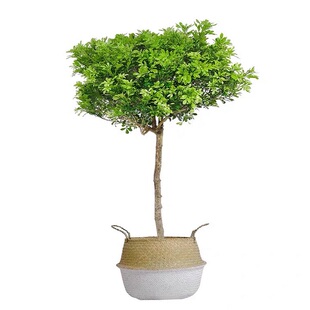 树形独杆米兰九里香盆栽花四季开花不断室内香花植物净化空气老桩