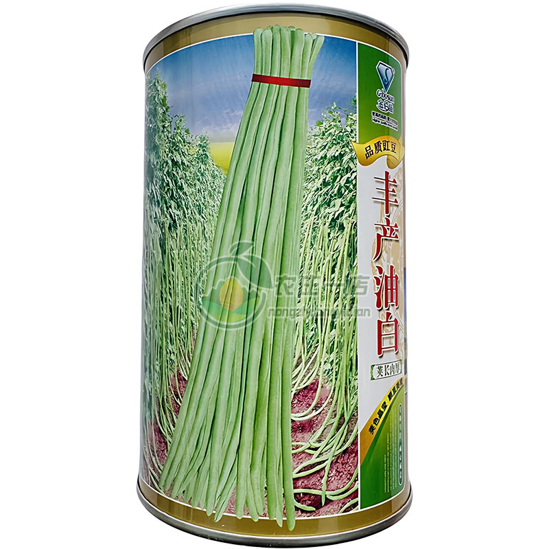 丰产油白豇豆种子绿白条顺直光滑