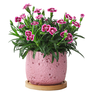 康乃馨盆栽室内带花苞绿植办公室工位花卉懒人四季好养活花卉盆景